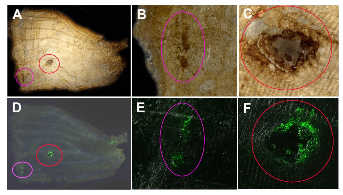 Figure 6