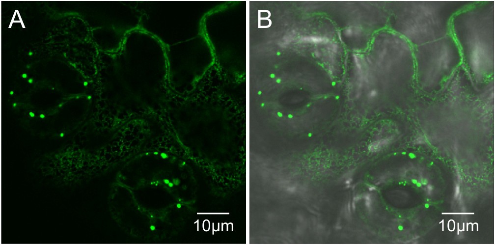 Figure 7