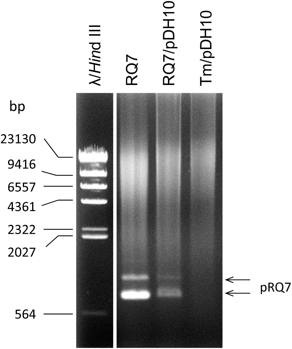 Figure 5