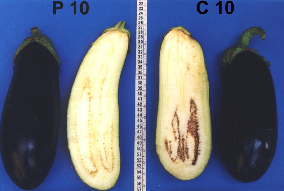modified parthenocarpic eggplants improved fruit productivity under both greenhouse
