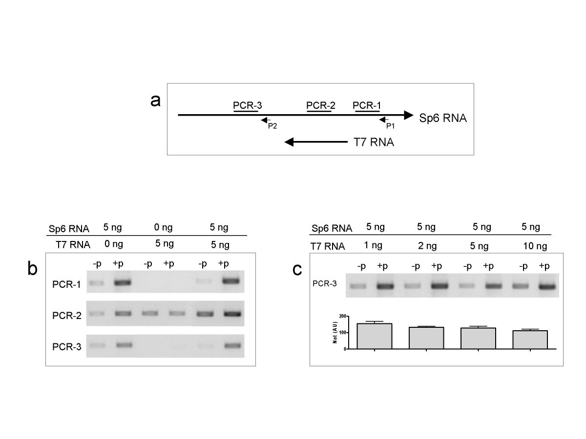 Potential pitfalls in the accuracy of analysis of natural sense-antisense  RNA pairs by reverse transcription-PCR | BMC Biotechnology | Full Text