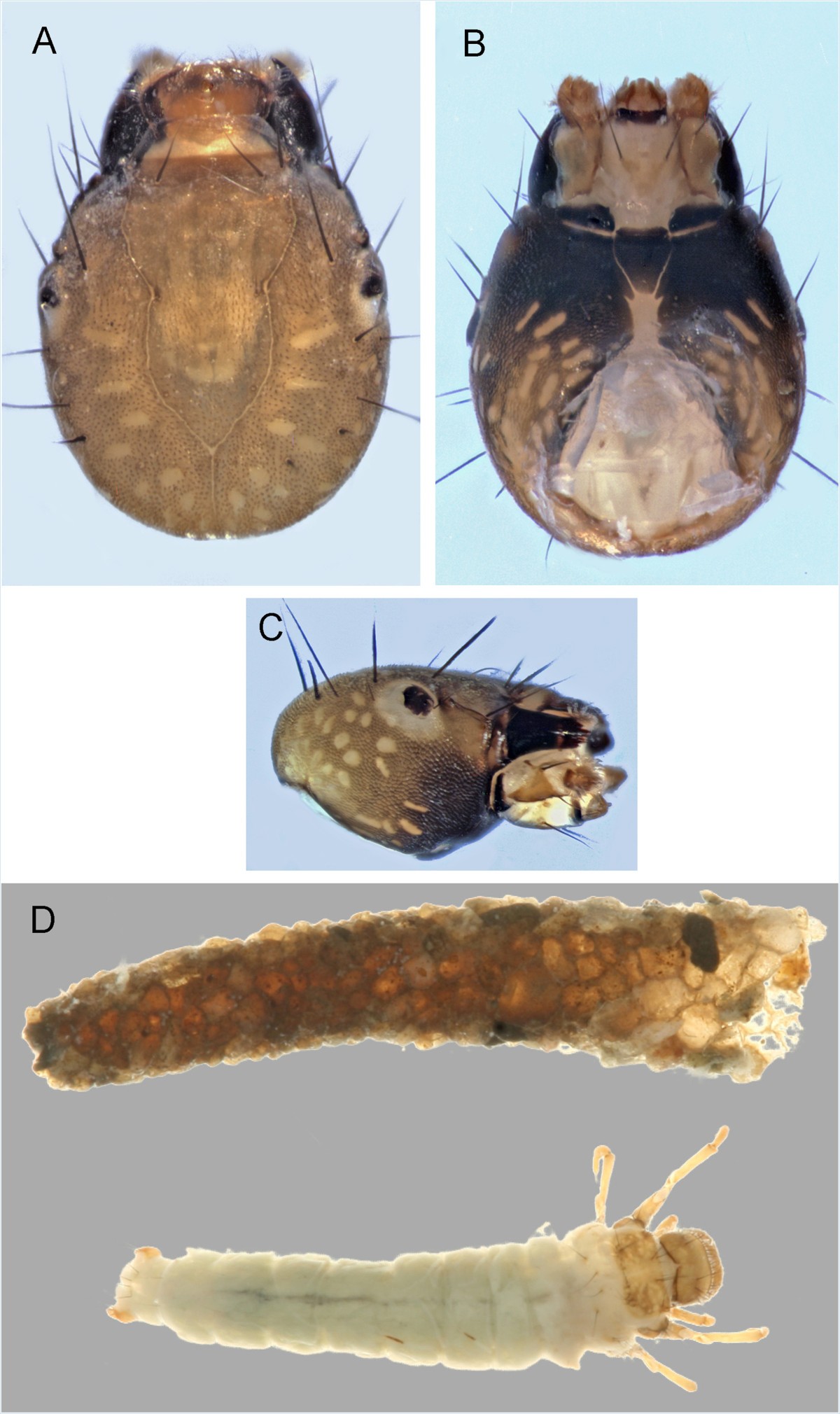 Figure 5