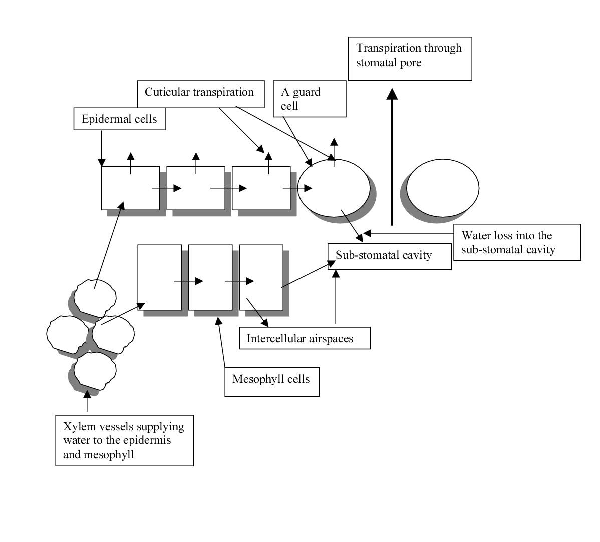 A Rate Equation Model Of Stomatal Responses To Vapour Pressure