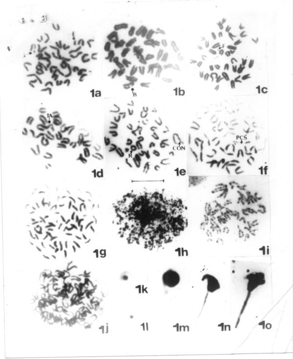 Photomicrograph 1