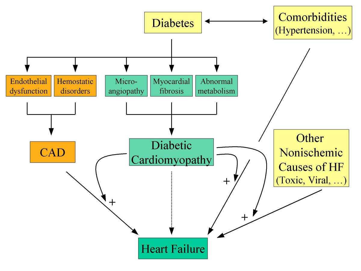diabetes and heart disease: pathophysiology