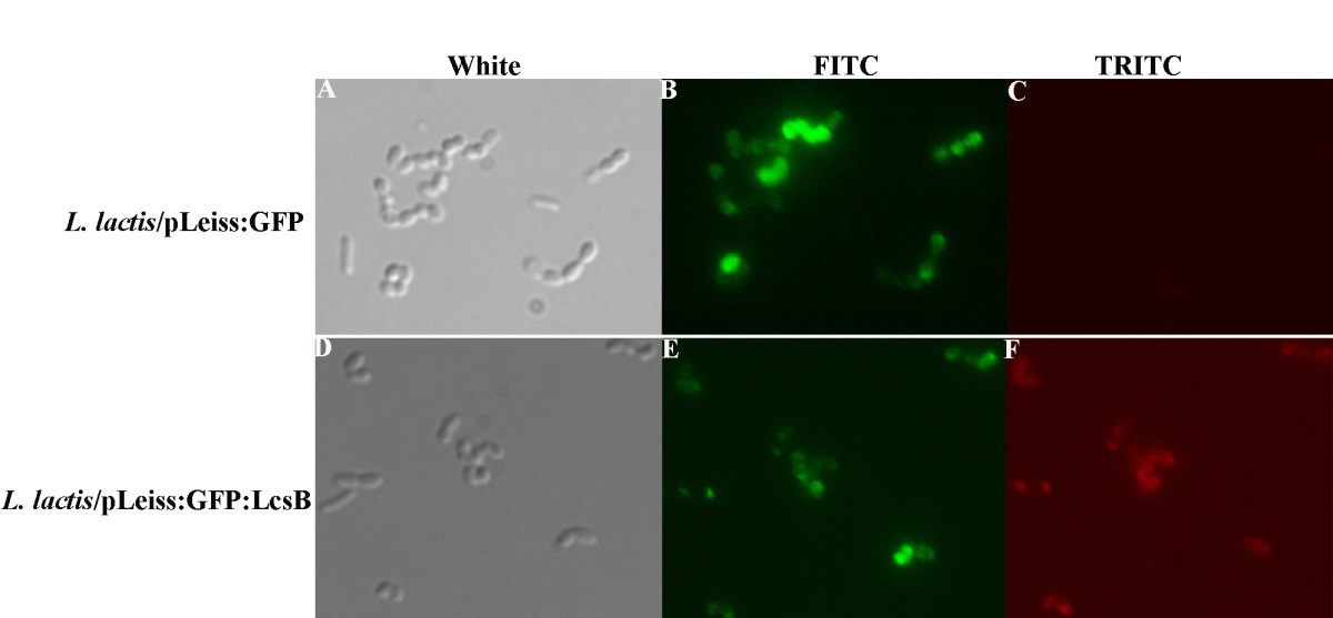 Figure 7