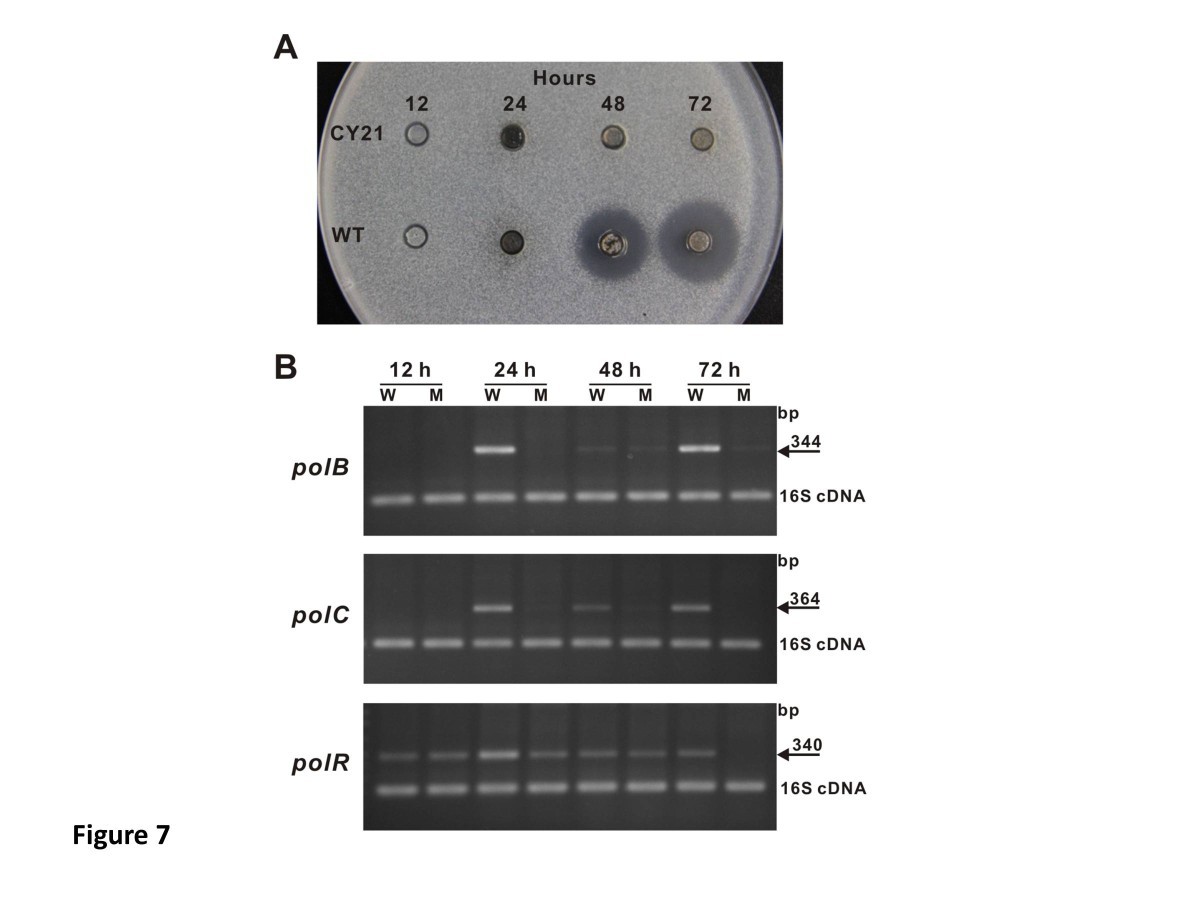 Figure 7