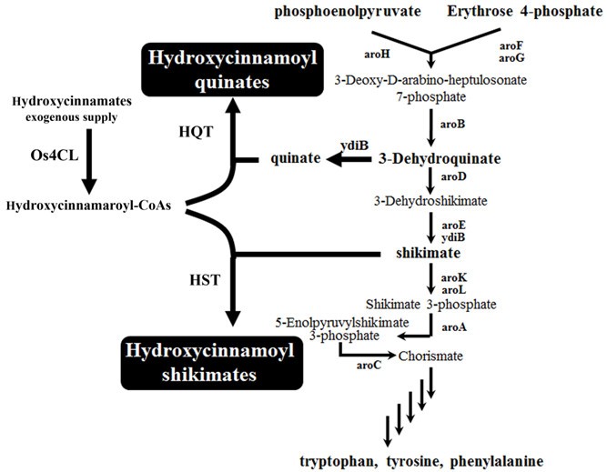 Production Of Hydroxycinnamoyl Shikimates And Chlorogenic Acid In Escherichia Coli Production Of Hydroxycinnamic Acid Conjugates Microbial Cell Factories Full Text