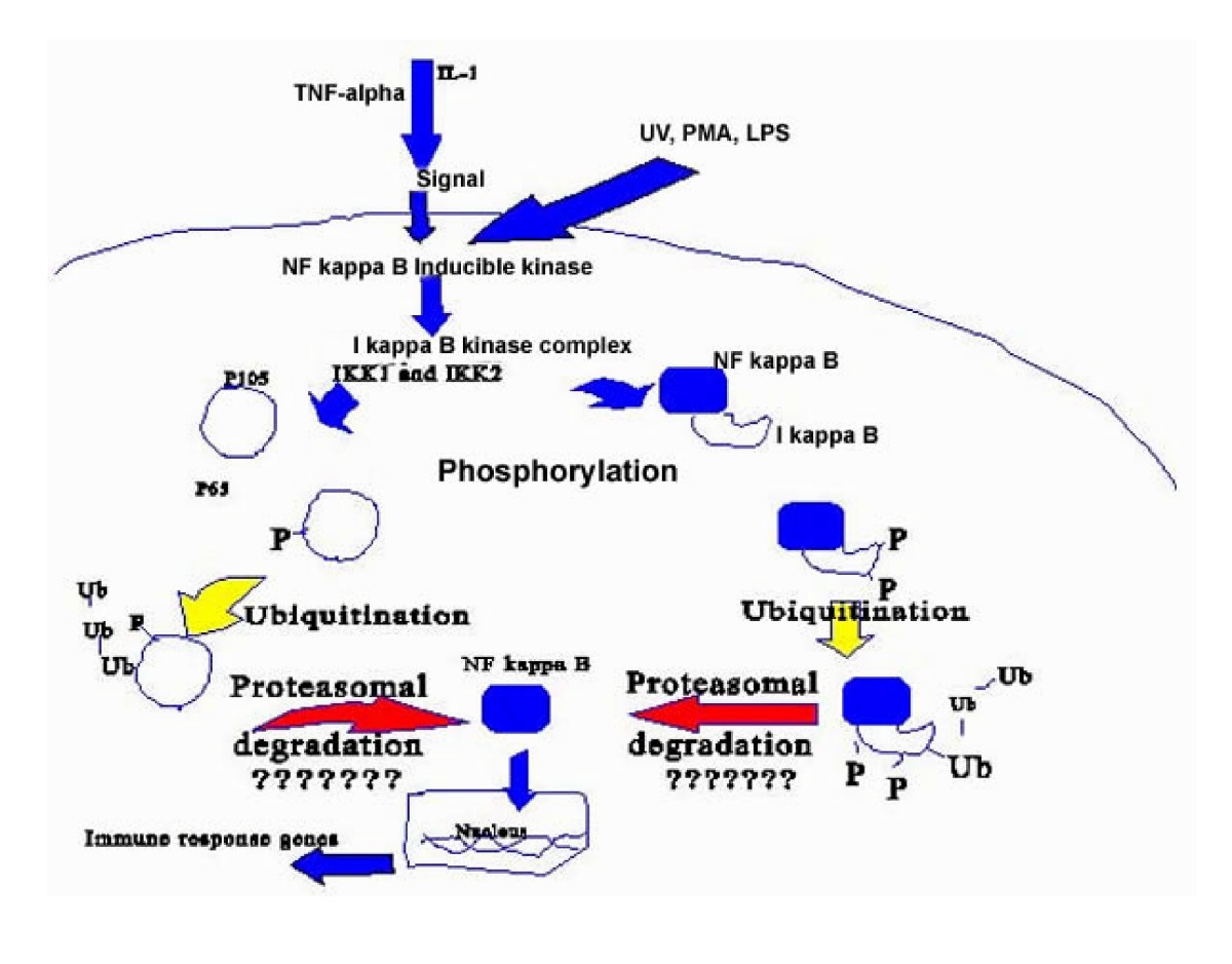 Rel/Nuclear factor-kappa B apoptosis pathways in human cervical cancer  cells | Cancer Cell International | Full Text