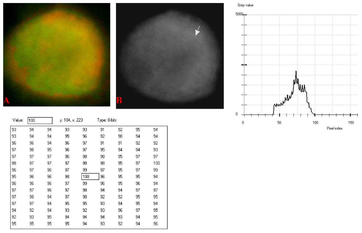 Figure 13