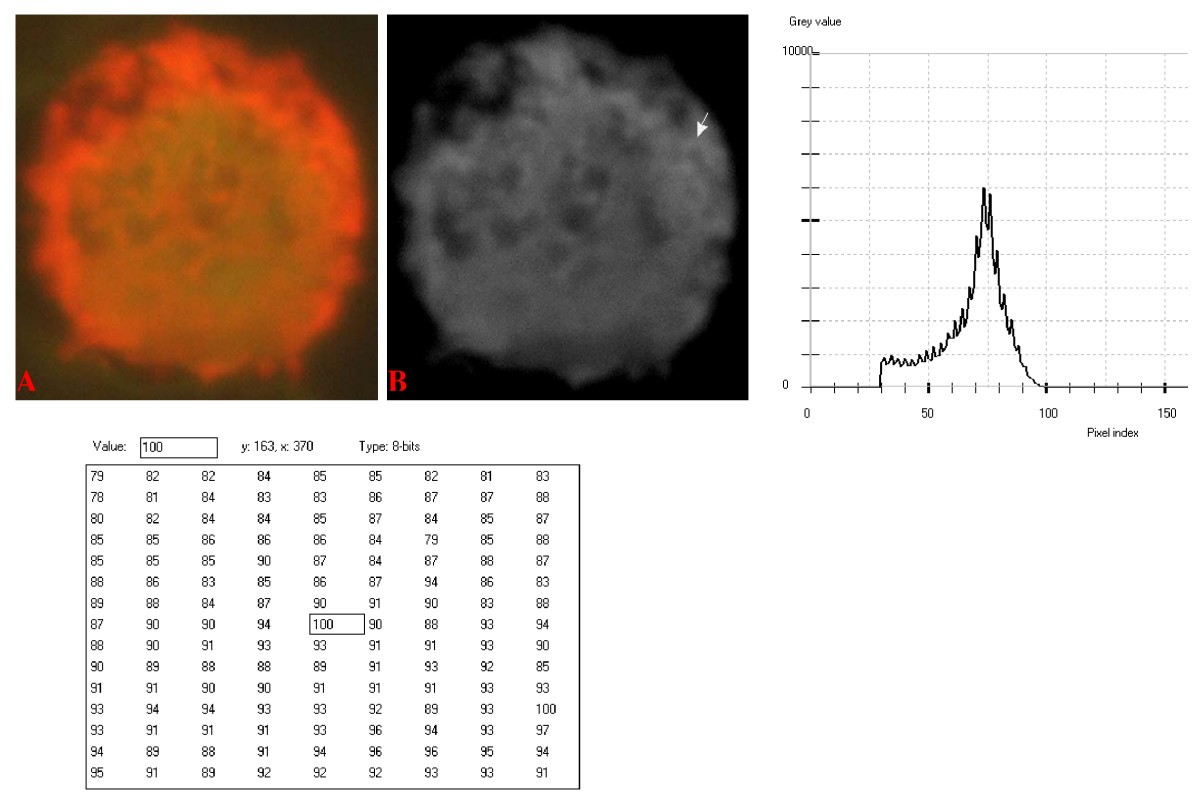 Figure 17