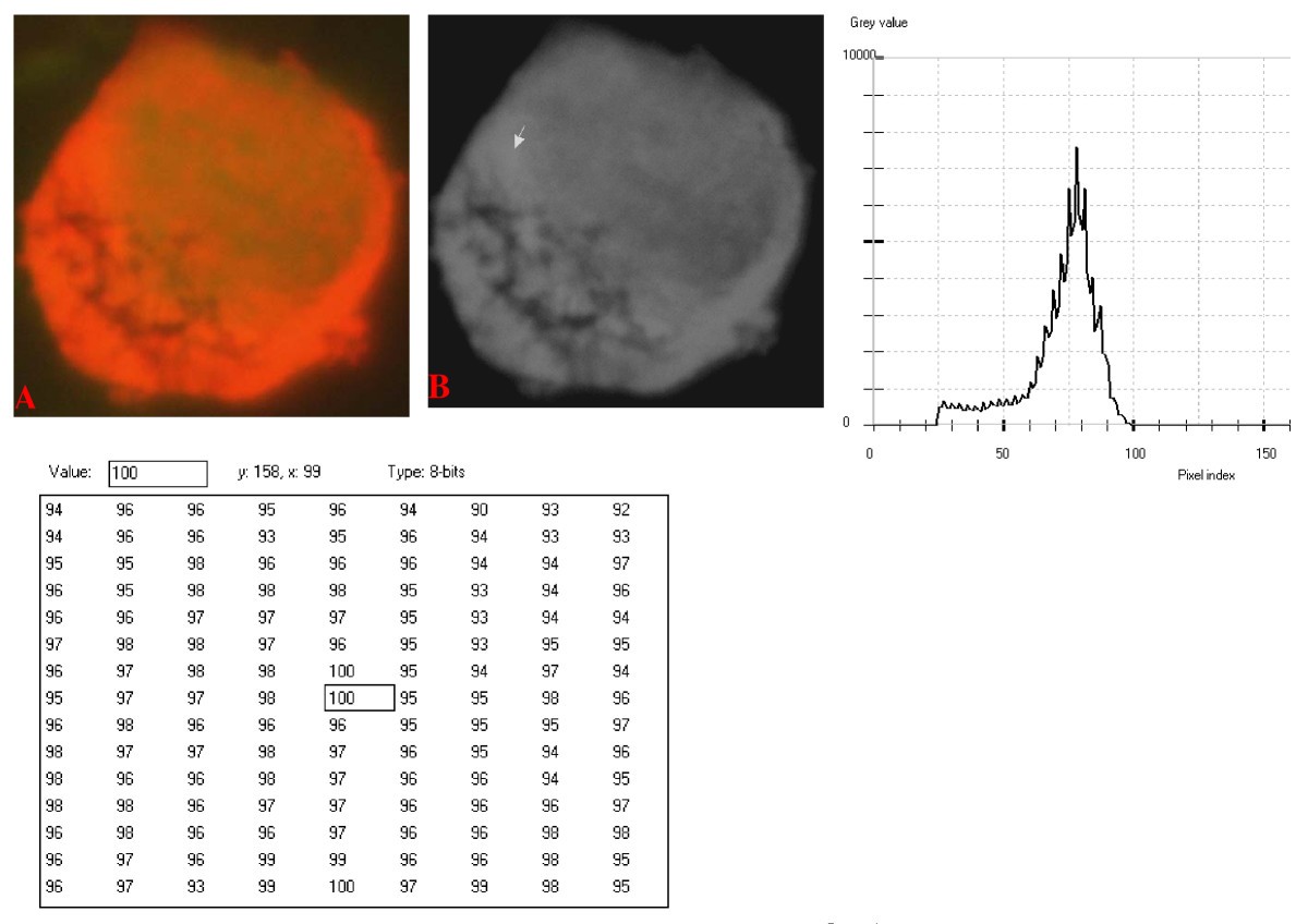 Figure 20