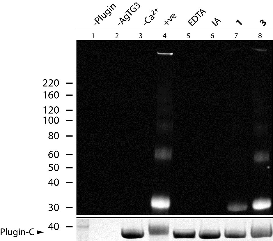 Figure 7