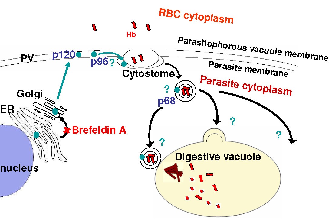 Figure 9