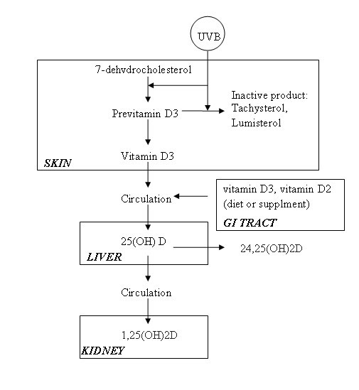 vitamin d in health and disease current perspectives nutrition is the form of vitamin d found in plants
