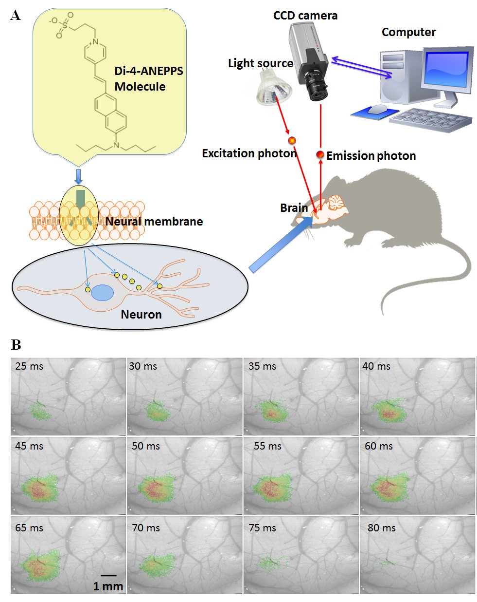 Figure 4