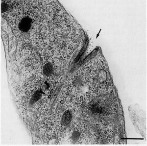 Figure 21