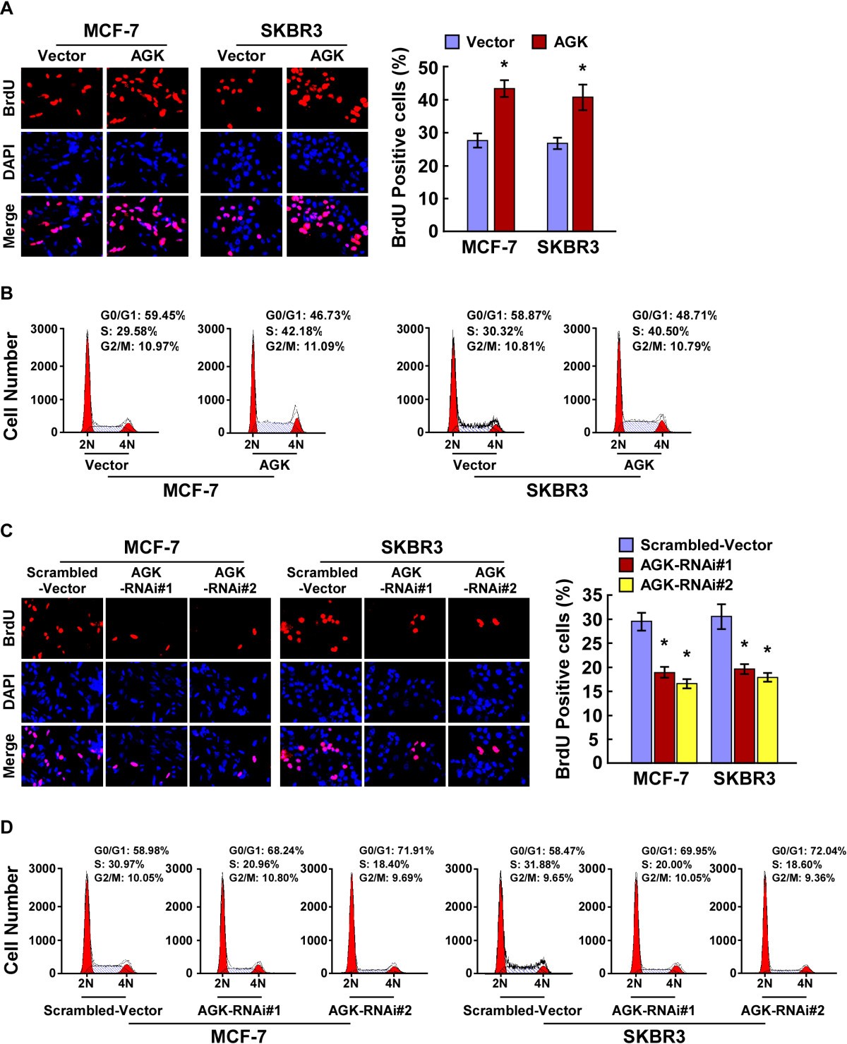 RACK1 promotes lung cancer cell growth via an MCM7/RACK1 