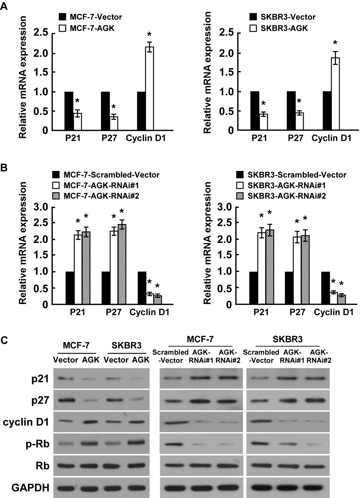 (PDF) Acylglycerol kinase promotes cell proliferation and 