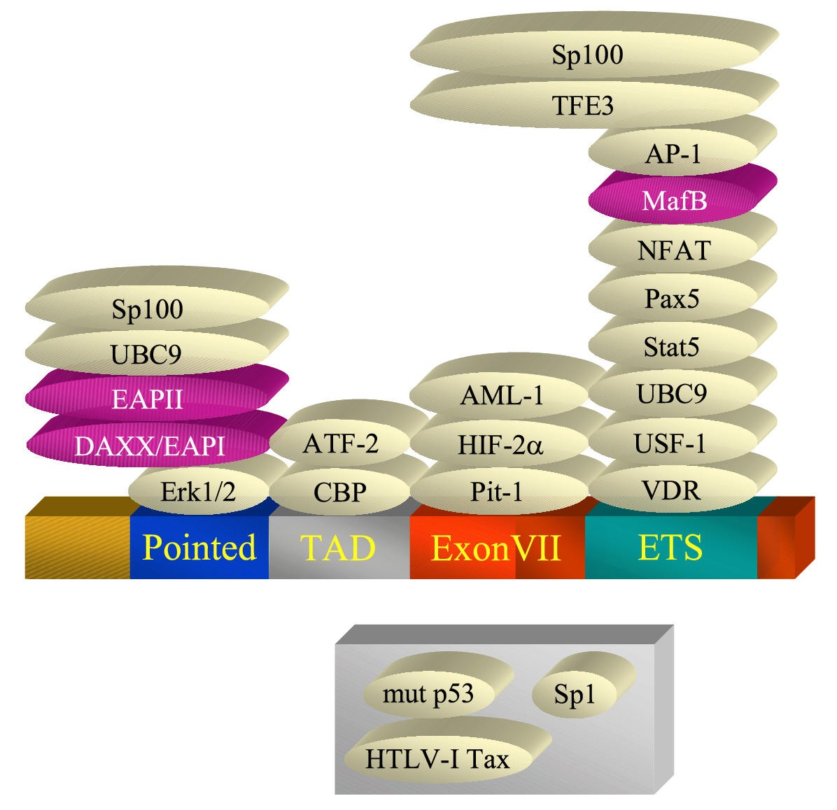 The Biology of the Ets1 Proto-Oncogene | Molecular Cancer | Full Text