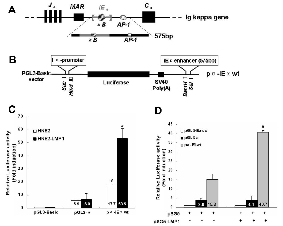 LMP1-augmented kappa intron enhancer activity contributes to upregulation  expression of Ig kappa light chain via NF-kappaB and AP-1 pathways in  nasopharyngeal carcinoma cells | Molecular Cancer | Full Text