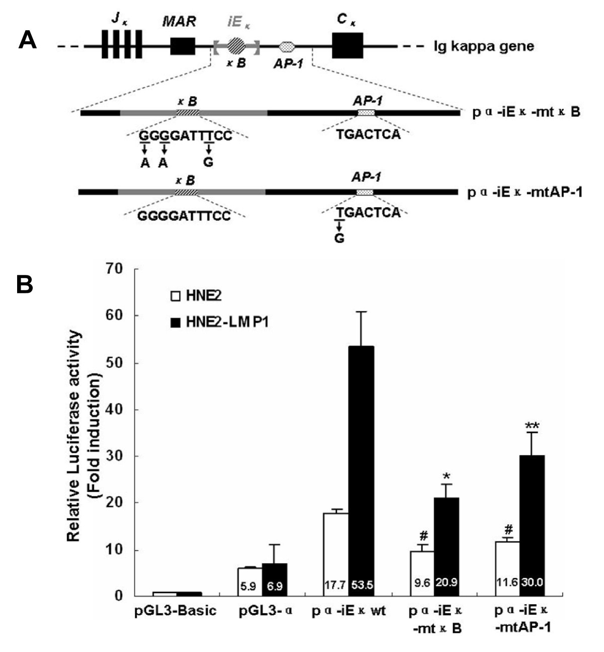 LMP1-augmented kappa intron enhancer activity contributes to upregulation  expression of Ig kappa light chain via NF-kappaB and AP-1 pathways in  nasopharyngeal carcinoma cells | Molecular Cancer | Full Text