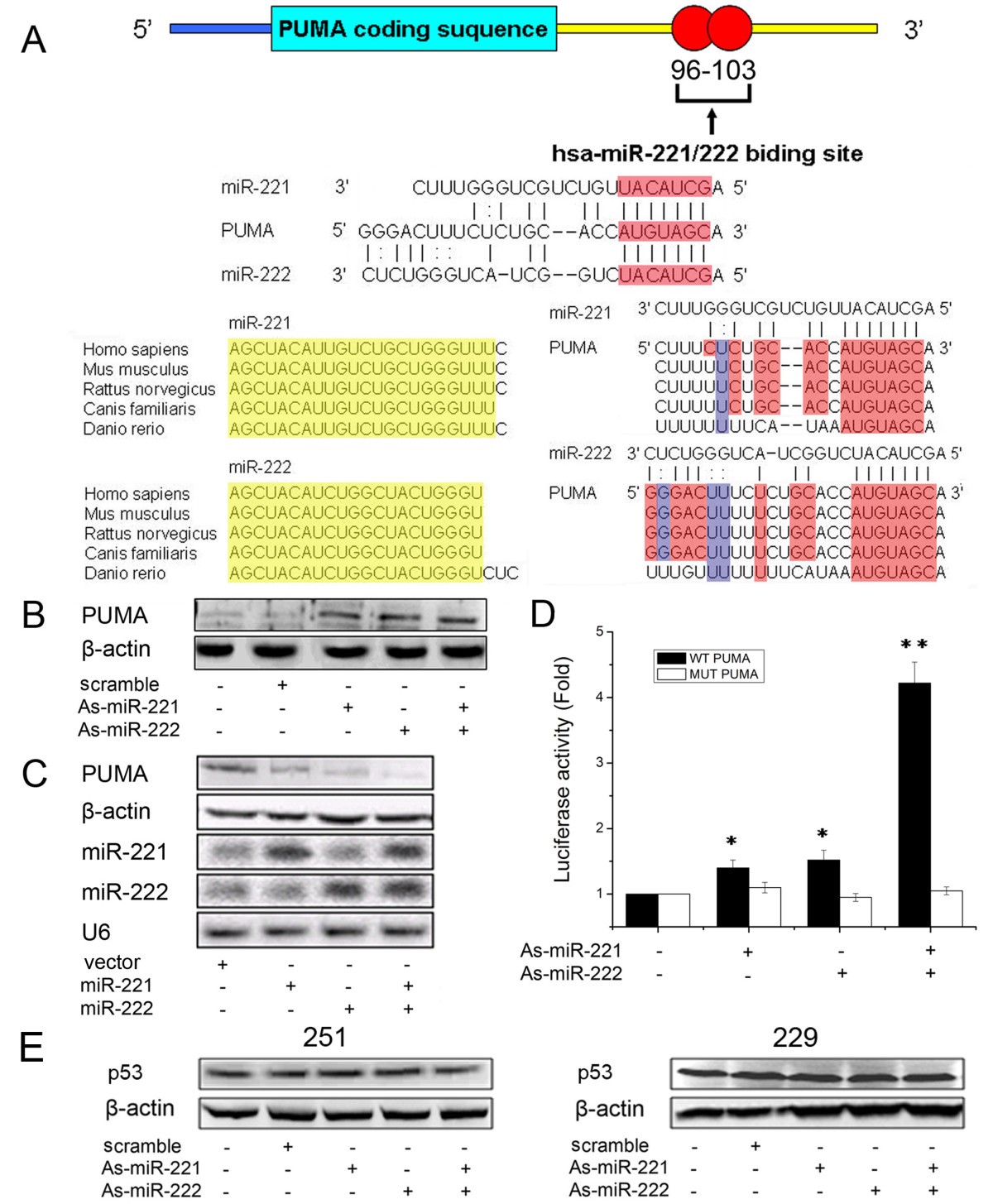 MiR-221 and miR-222 target PUMA to induce cell survival in glioblastoma |  Molecular Cancer | Full Text