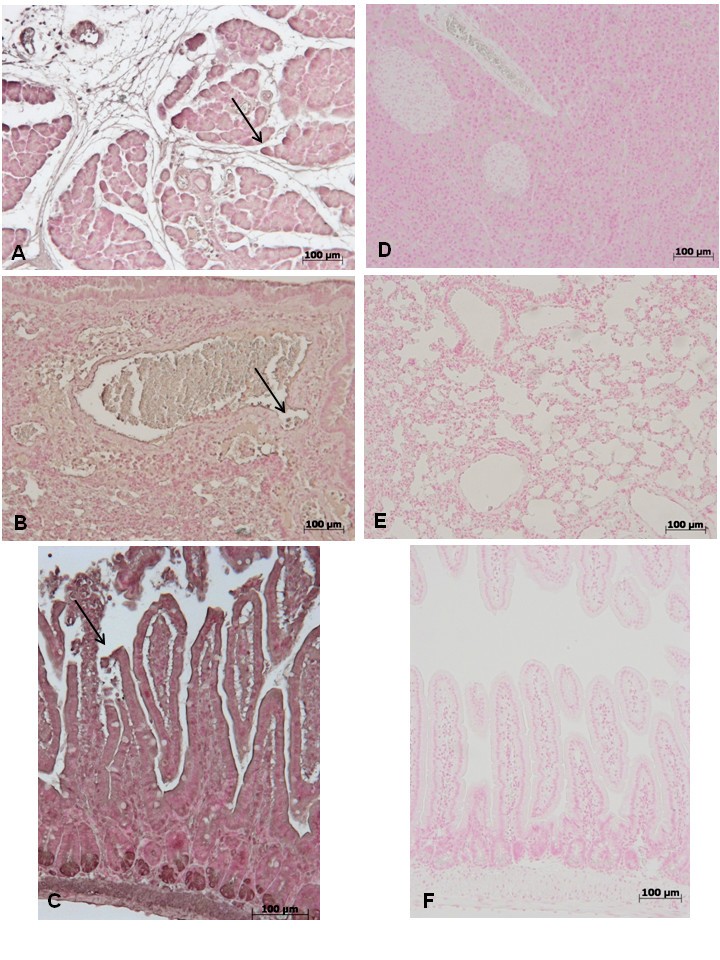 Figure 17