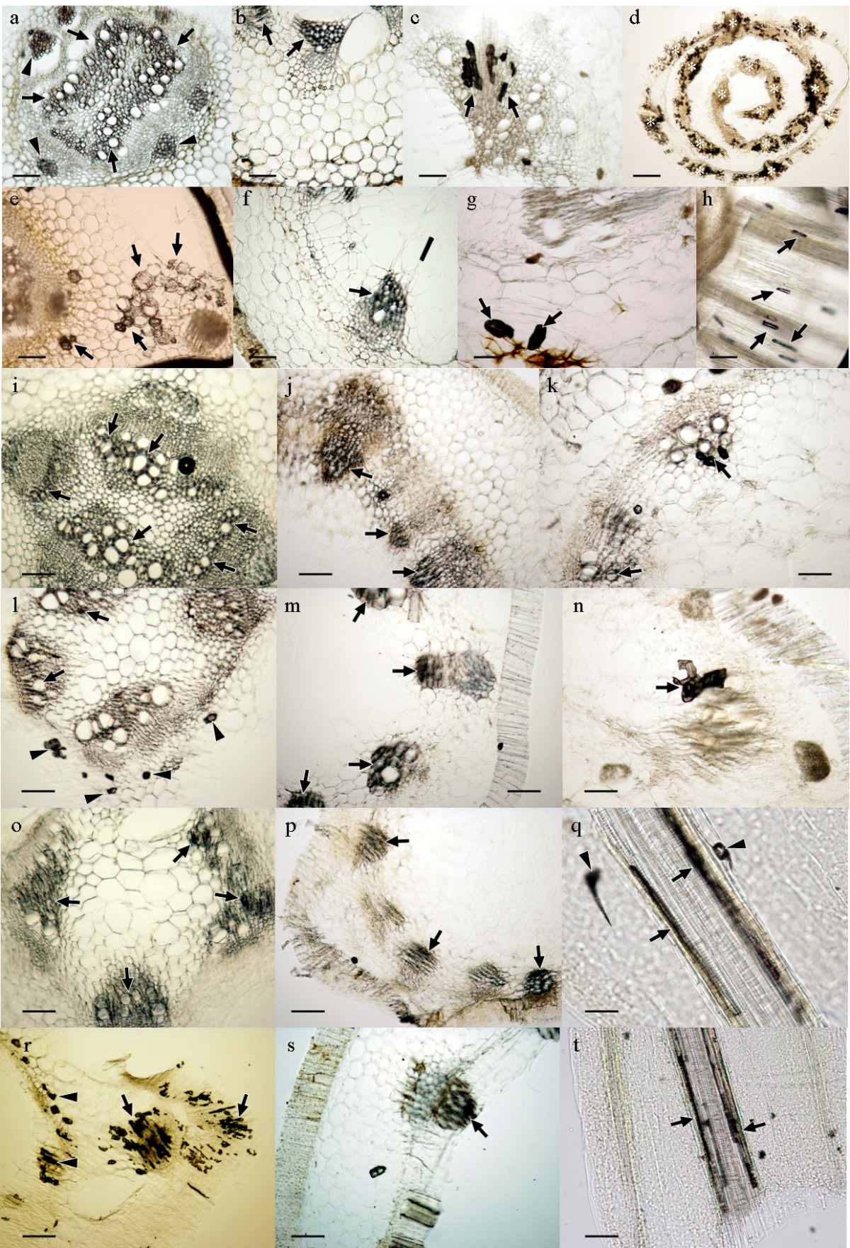 Absorption And Translocation To The Aerial Part Of Magnetic Carbon Coated Nanoparticles Through The Root Of Different Crop Plants Journal Of Nanobiotechnology Full Text