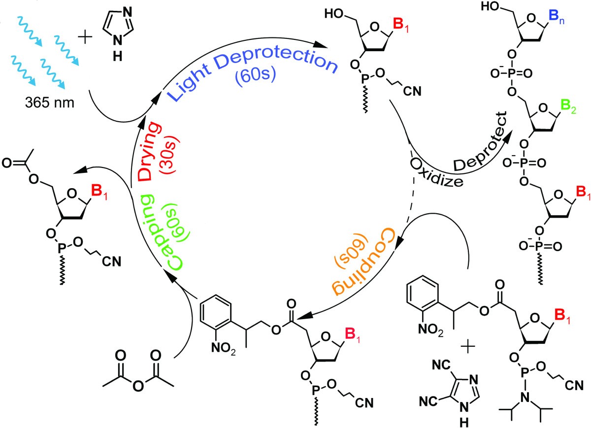 Цикл синтеза. Phosphoramidite oligonucleotide Synthesis Cycle. Химический Синтез ДНК. Fryme Synthesis. Кальций Синтез ДНК.