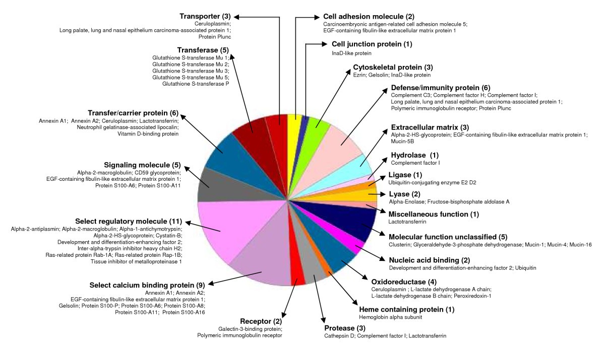 Protein Pie Chart