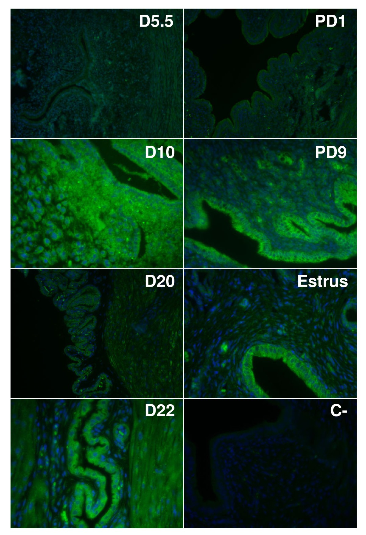 Figure 6