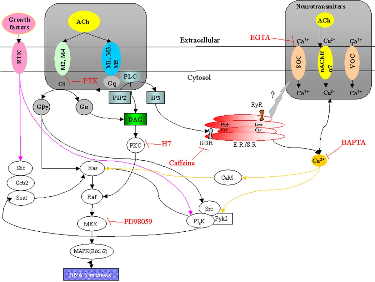 Cholinergic receptor pathways involved in apoptosis, cell proliferation