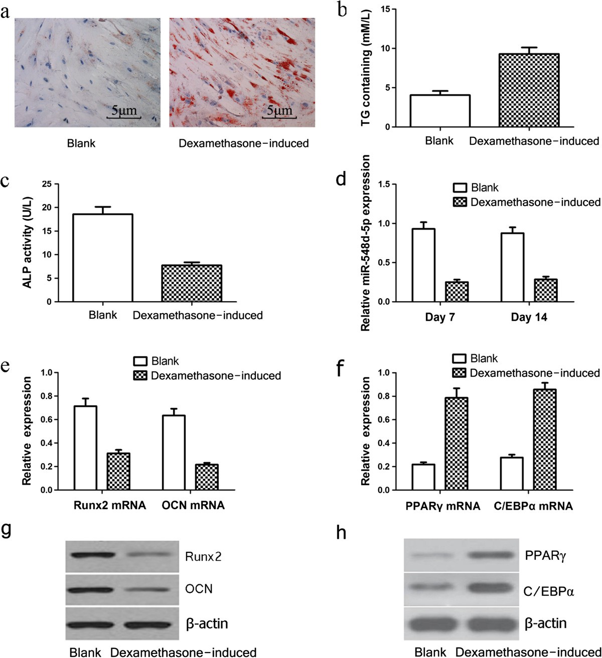 Downregulation Of Pparg By Mir 548d 5p Suppresses The Adipogenic Differentiation Of Human Bone Marrow Mesenchymal Stem Cells And Enhances Their Osteogenic Potential Journal Of Translational Medicine Full Text