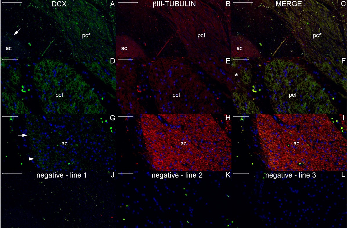 Figure 20