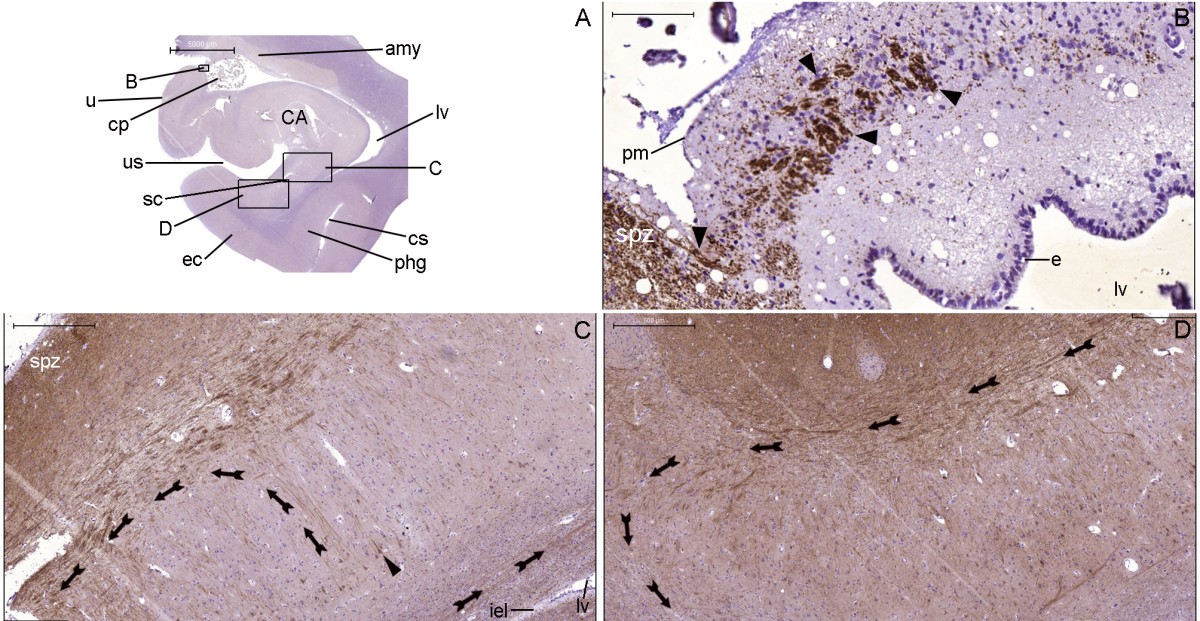 Figure 32