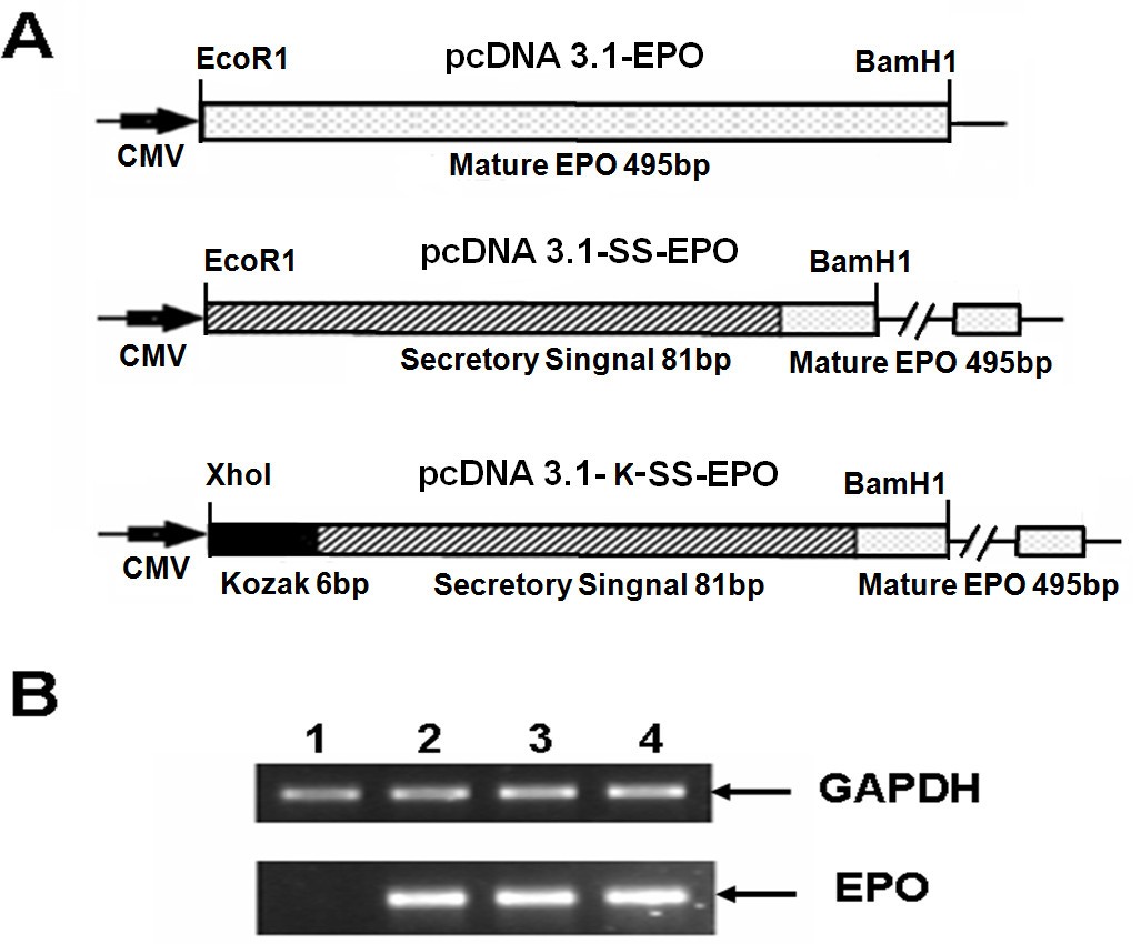 Huh-7 cell line as an alternative cultural model for the production of  human like erythropoietin (EPO) | Journal of Translational Medicine | Full  Text