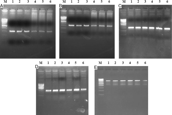 Figure 1A-E