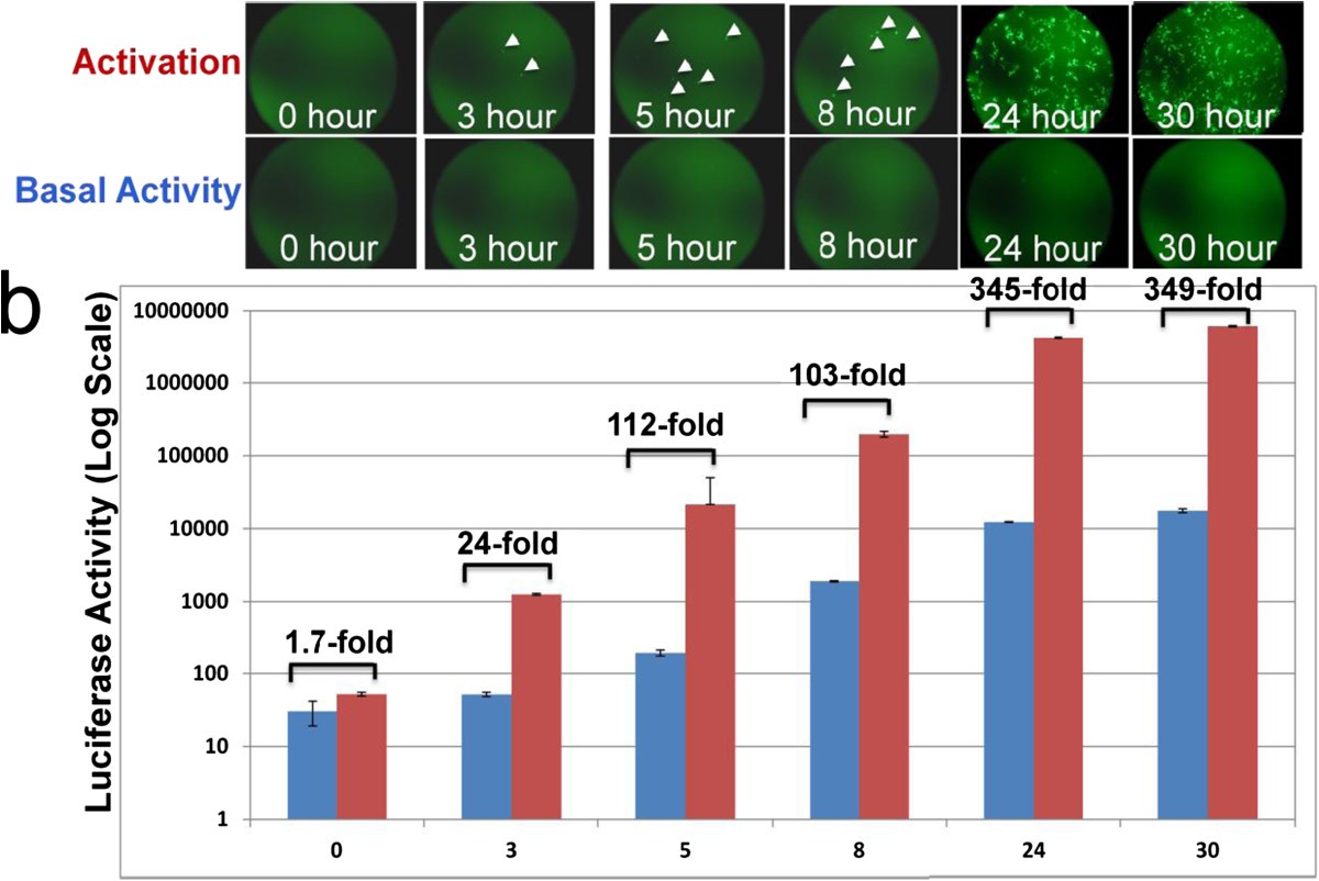 Figure 4