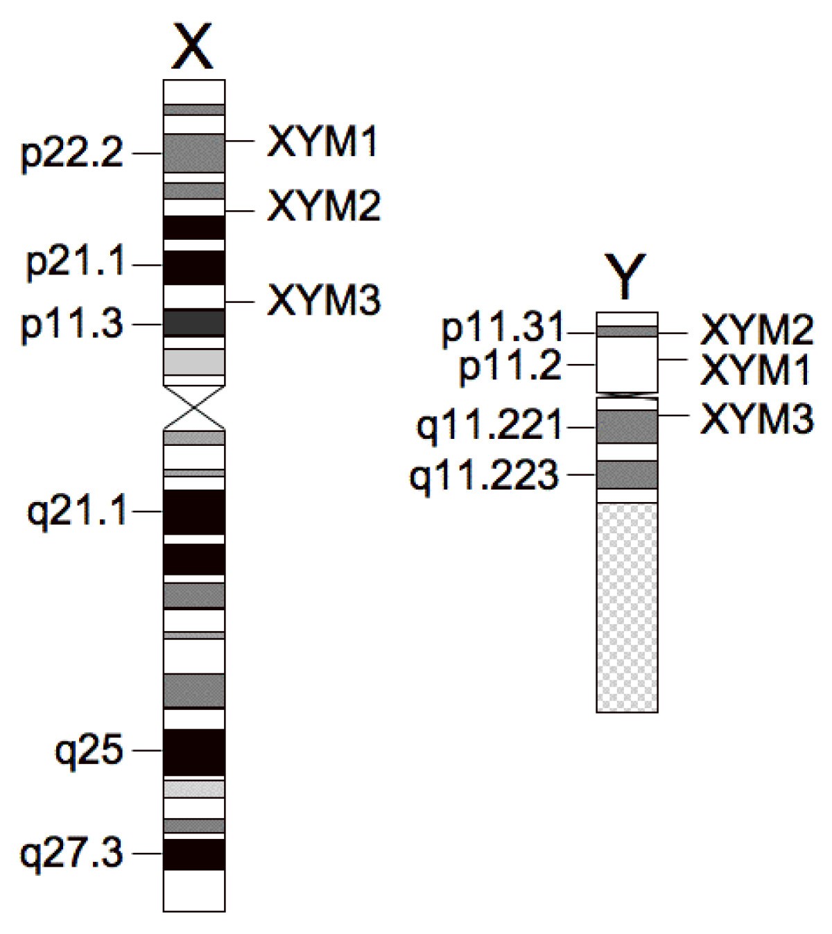 Molecular Diagnostic Testing For Klinefelter Syndrome And Other Male