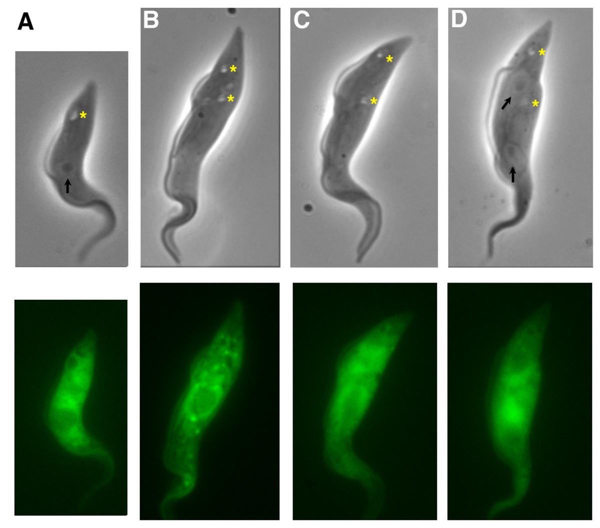 Figure 9
