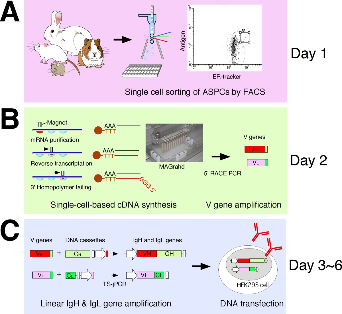 Monoclonal Antibody Production Flow Chart