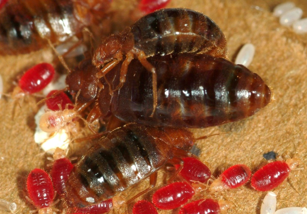 Bed bug deterrence BMC Biology Full Text