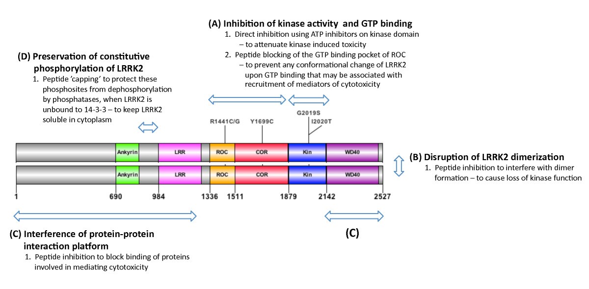 Is inhibition of kinase activity the only therapeutic strategy for  LRRK2-associated Parkinson's disease? | BMC Medicine | Full Text