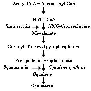cholesterol synthesis