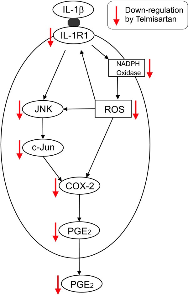 Interleukin-1 (IL-1) Pathway