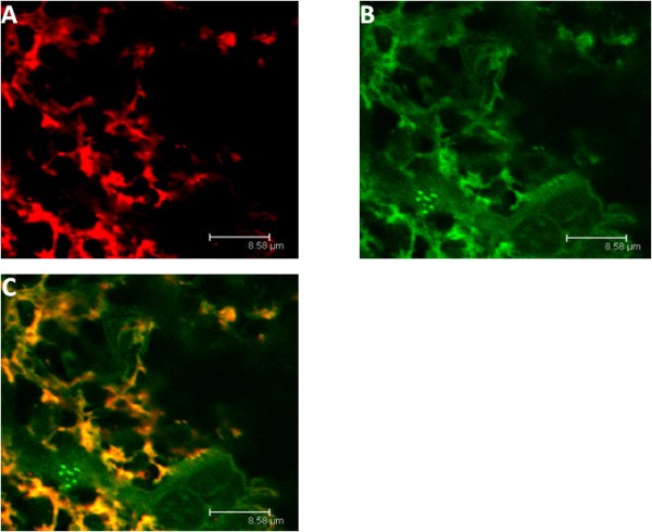 Figure 10