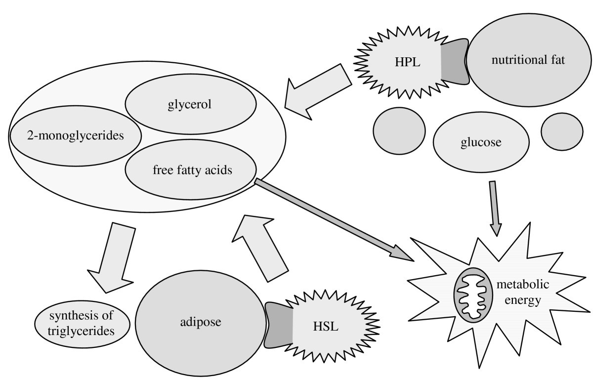 Figure 18