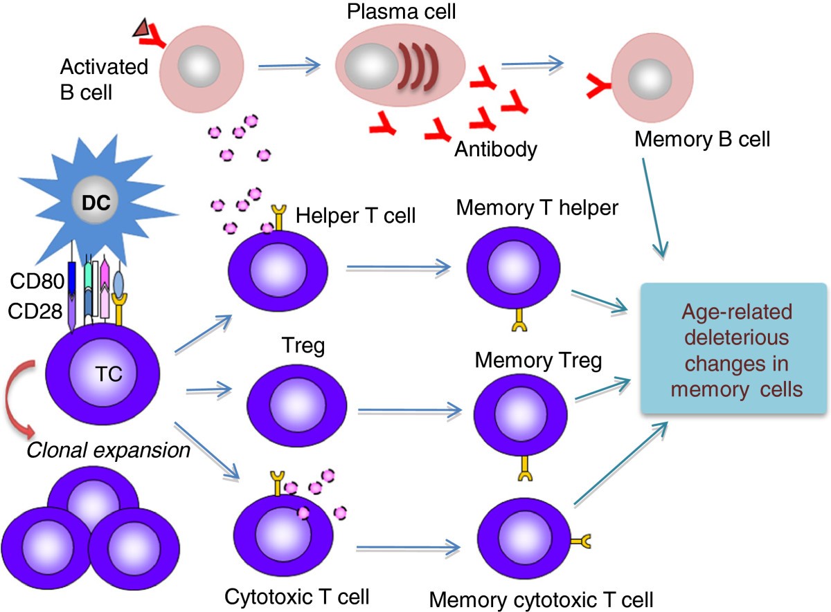 Steam cell plasma фото 96