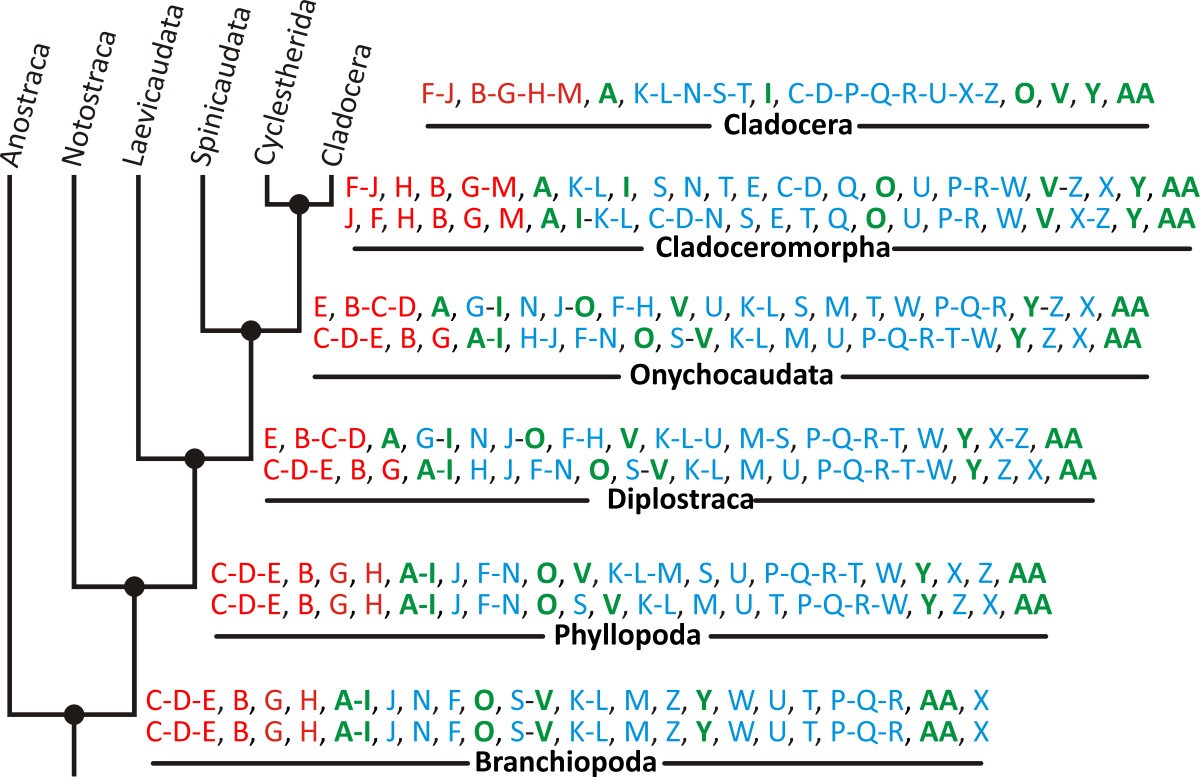 Unraveling The Origin Of Cladocera By Identifying Heterochrony In The Developmental Sequences Of Branchiopoda Frontiers In Zoology Full Text